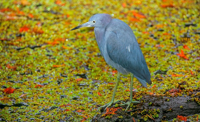 03-Egretta.jpg
