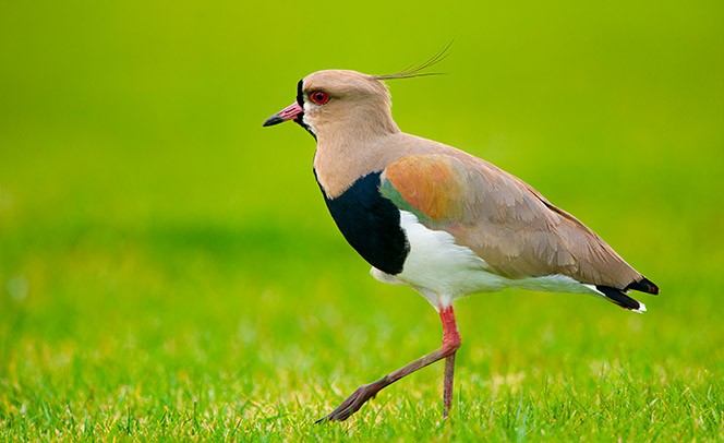 05-Vanellus.jpg