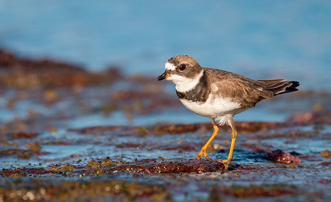 07-Charadrius.jpg