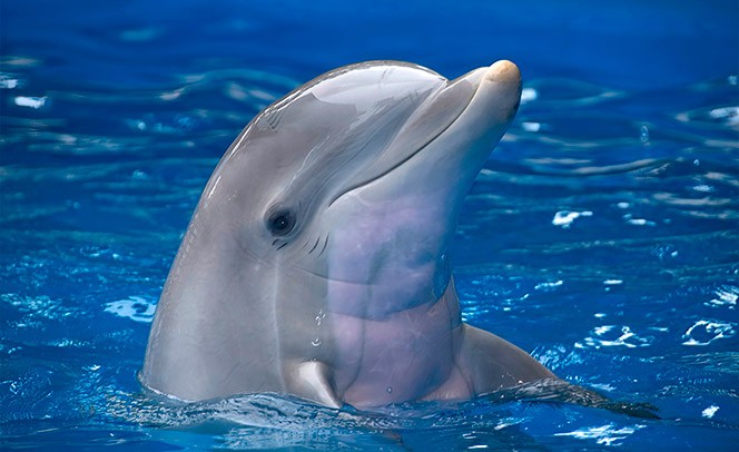 09-Tursiops.jpg