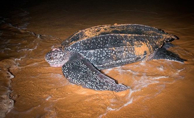 11-Dermochelys.jpg