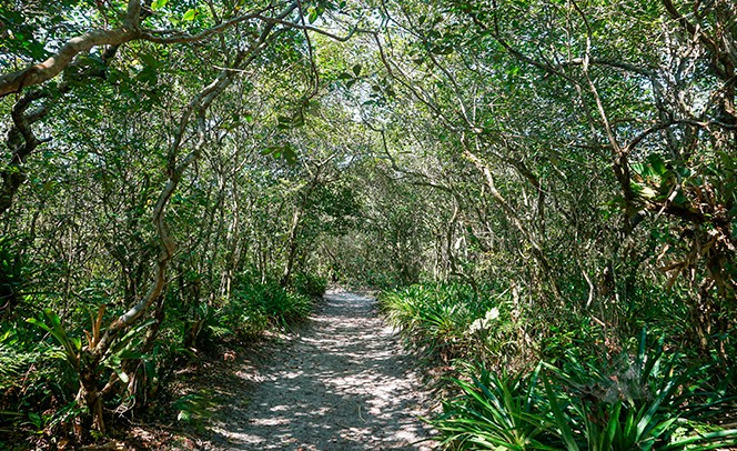 Trilhas em Paranaguá - Porto Guará.jpg